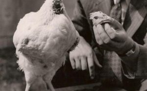 Légendes urbaines: Mike, le poulet sans tête