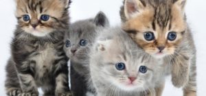 ge rh expert Manger des chatons fait-il obligatoirement de vous un monstre ?