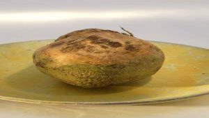 LegRuta