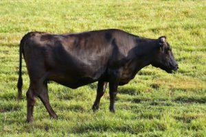 ge rh expert Le Bœuf Wagyu arrive en France
