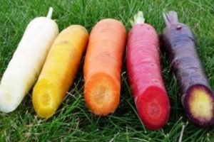 Le Retour des Légumes Oubliés