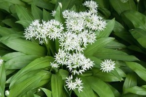 Les Fleurs Comestibles, pour une Cuisine Colorée et Pleine de Surprises