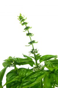 Les Fleurs Comestibles, pour une Cuisine Colorée et Pleine de Surprises