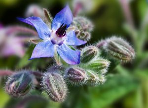 Les Fleurs Comestibles, pour une Cuisine Colorée et Pleine de Surprises