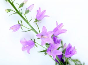 Les Fleurs Comestibles, pour une Cuisine Colorée et Pleine de Surprises