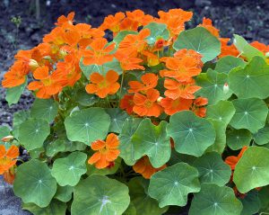 Les Fleurs Comestibles, pour une Cuisine Colorée et Pleine de Surprises