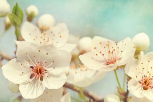 Les Fleurs Comestibles, pour une Cuisine Colorée et Pleine de Surprises