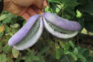 ge rh expert L’akebia: Les Légumes les plus Etrange au Monde