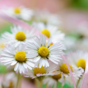 Les Fleurs Comestibles, pour une Cuisine Colorée et Pleine de Surprises