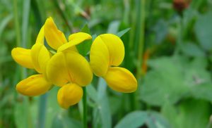 Les Fleurs Comestibles, pour une Cuisine Colorée et Pleine de Surprises
