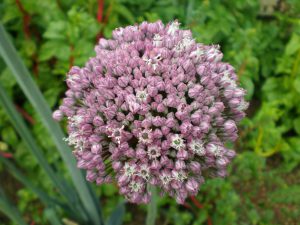 Les Fleurs Comestibles, pour une Cuisine Colorée et Pleine de Surprises
