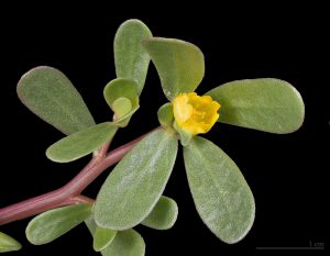 Les Fleurs Comestibles, pour une Cuisine Colorée et Pleine de Surprises