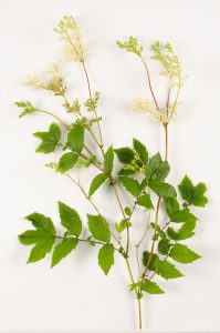Les Fleurs Comestibles, pour une Cuisine Colorée et Pleine de Surprises
