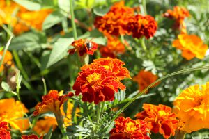 Les Fleurs Comestibles, pour une Cuisine Colorée et Pleine de Surprises