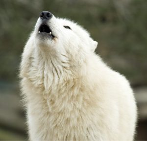 ge rh expert Dormir avec les loups