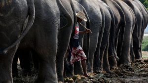 ge rh expert L'un des cafés les plus chers au monde est extrait de bouses d'éléphants