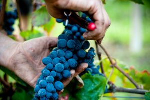 ge rh expert Que sont les vendanges en vert ?