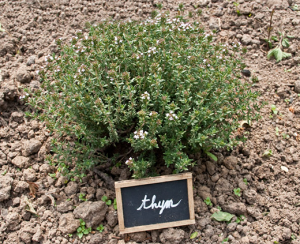 ge rh expert Le thym, une plante aromatique aux multiples bienfaits