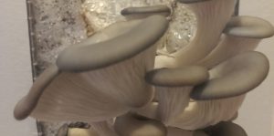 ge rh expert On a testé les kits pour faire pousser des champignons chez soi