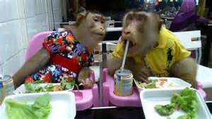 Un couple de Singes au Restaurant
