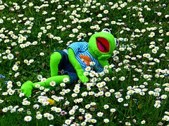 kermit-383370__180