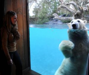 ge rh expert La nuit chez l'ours polaire Taïko fait fureur