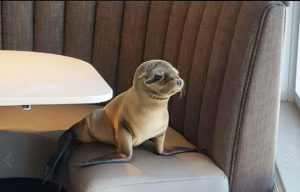 Quand un bébé otarie s'attable dans un restaurant chic