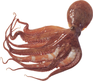 Mangeriez vous un Poulpe Vivant