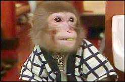 Cet adorable singe travaille comme serveur dans un restaurant