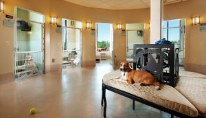 ge rh expert Des hôtels qui ont du chien !