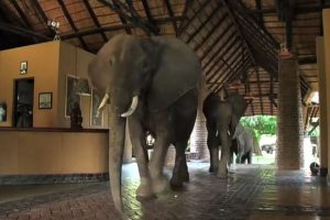 ge rh expert Un groupe d'éléphants à l'hôtel (vidéo)