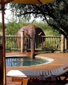 Chéri, il y a un éléphant qui boit dans la piscine de l'hôtel !