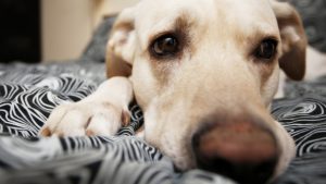 ge rh expert Des chiens embauchés dans les hôtels pour chasser les punaises