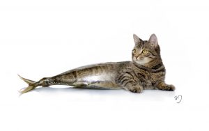 ge rh expert 16 raisons de manger les animaux