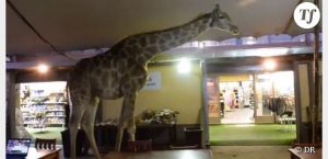 ge rh expert Une Girafe dans un Restaurant