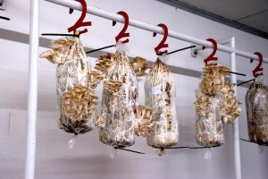 ge rh expert C’est dans les piscines abandonnées qu’on fait les meilleurs champignons