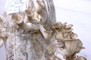 ge rh expert C’est dans les piscines abandonnées qu’on fait les meilleurs champignons