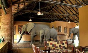 ge rh expert Des éléphants dans le hall pour le plaisir des touristes
