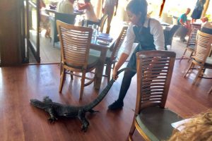 ge rh expert Une Serveuse Française Chasse un Reptile de son Restaurant
