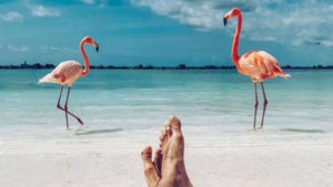 ge rh expert Gardien de flamants roses aux Bahamas, le job de rêve à pourvoir !