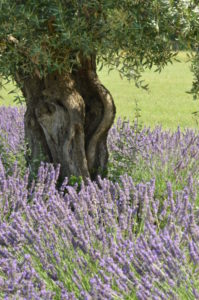 H comme Huile d'Olive celle de Patrick Bruel