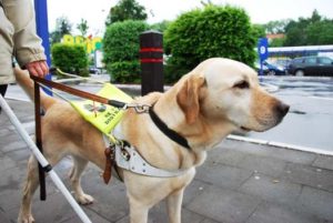 Une femme avec un chien guide d'aveugle recalée d'un restaurant
