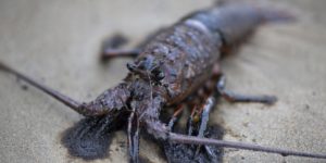 ge rh expert Un restaurant sert des homards infusés au cannabis