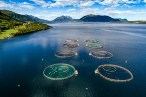 ge rh expert Les poux de mer, la malédiction des saumons