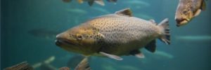 ge rh expert Les poux de mer, la malédiction des saumons