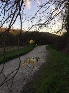 Un Loup aperçu à Gif Sur Yvette