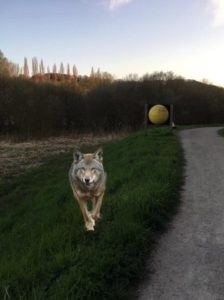 Un Loup aperçu à Gif Sur Yvette