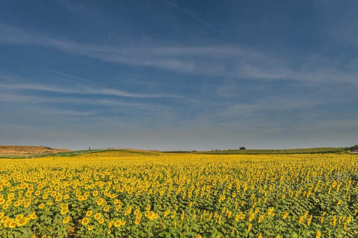 Pénurie d'Huile de Tournesol : L’Industrie Agro-alimentaire pourra changer ses recettes sous conditions